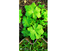 IMG 20200606 185952.jpg