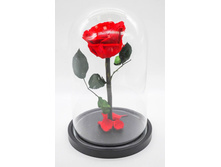 1350+% ���� 12�� � �����