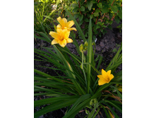 IMG 20200614 190702.jpg