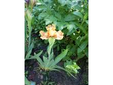 ���� ���������� ���� ���� ������� (Sweet Home Alabama)