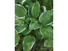 IMG 20200623 063752.jpg