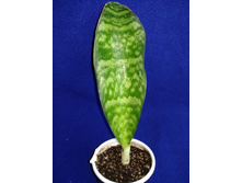 Massoniana Victoria