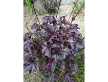 �������� ����