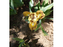 ���� ���������� �������. ���� ������