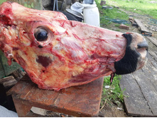 99336615 3031431286923784 7743123463937720320 n.jpg