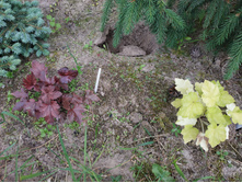 IMG 20200620 171253.jpg