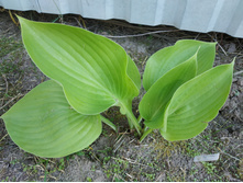 �������� ���