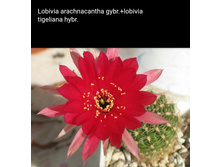 ���� �� ������� �������).