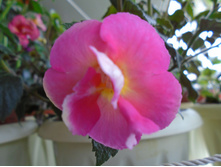 DSC04328.JPG