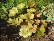 ���������� �������������� ����������.jpg