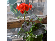 Black Velvet Scarlett