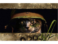 ������ ����