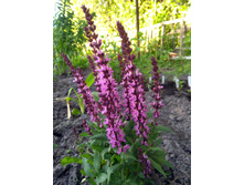 IMG 20200614 190828.jpg