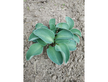 ������� ������� ����