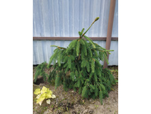 �������� 2020