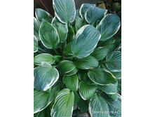 IMG 20200623 064112.jpg