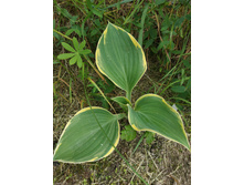 �������� ������ ����