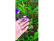 IMG 20200606 185815.jpg