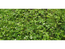 IMG 20200606 125531.jpg