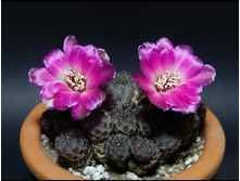 ������������� �����