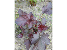 IMG 20200620 153431.jpg