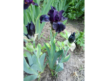 ���� ���������� ��� ��������� (Bad Intentions)