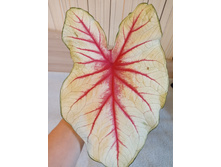 IMG 20200603 190930.jpg