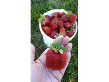 �������� , ���� ����������