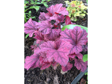 Plum Royal IMG 3299.JPG