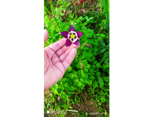 IMG 20200606 185903.jpg