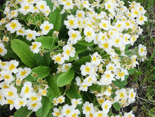 IMG 20200529 131923.jpg