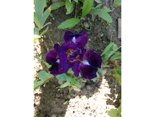 ���� ���������� ��� ���� � ���� (Wish Upon A Star) .���� ������