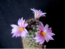 Mammillaria sheldoni