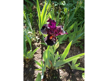 ���� ������ ������ (Dragon Master)