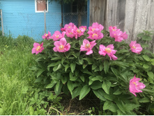 ���� arietina northern glory