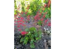 IMG 20200614 190726.jpg