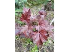 �������� �����