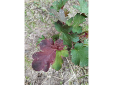 ����� ����