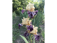 ����� ������ 250 ���