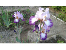 Change of pace rayner 2.jpg