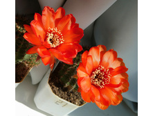 Lobivia dobeana VG-556