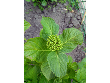 IMG 20200614 191444.jpg