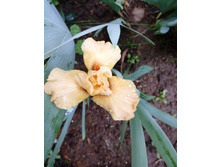 ���� ���������� �� ����� ��� � (I Stand By You) ���� ������