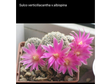 ���� �� ������� �������).