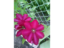 IMG 20200614 191231.jpg