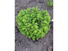 IMG 20200614 190956.jpg