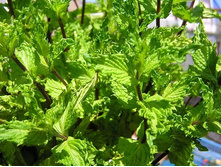 ���� ��������