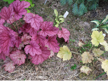 ���� ����� � �������