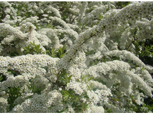 ������ ��������