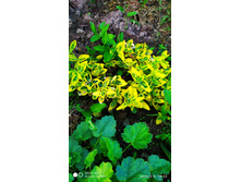 IMG 20200606 185554.jpg